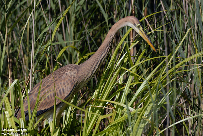 Purple Heronimmature