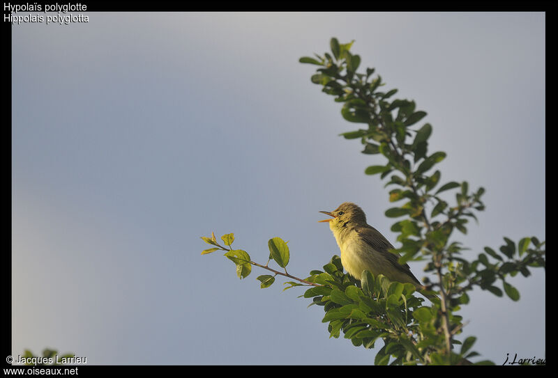 Melodious Warbler