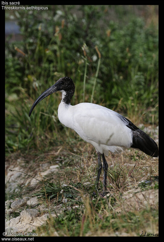 African Sacred Ibis