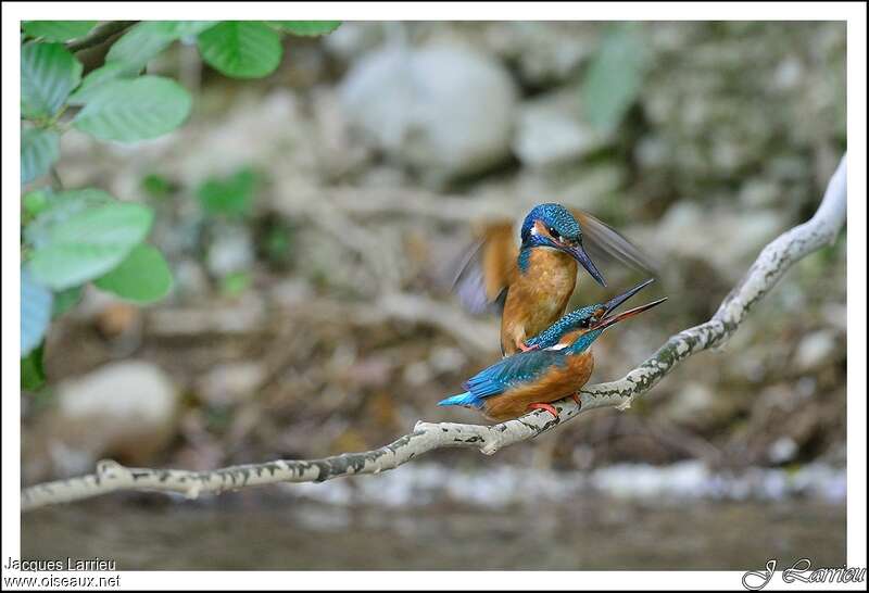 Common Kingfisheradult breeding, mating.