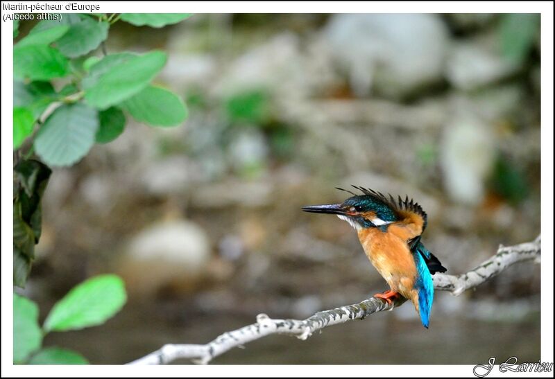 Common Kingfisher