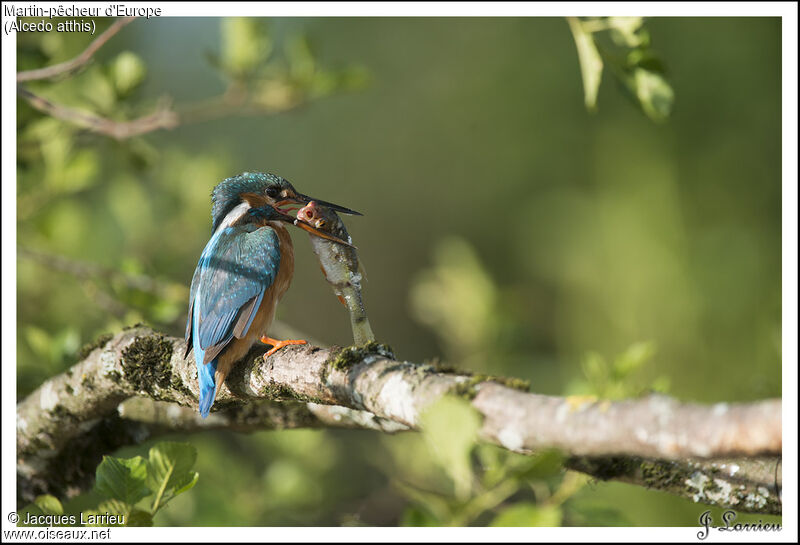 Common Kingfisher female adult, Reproduction-nesting, Behaviour