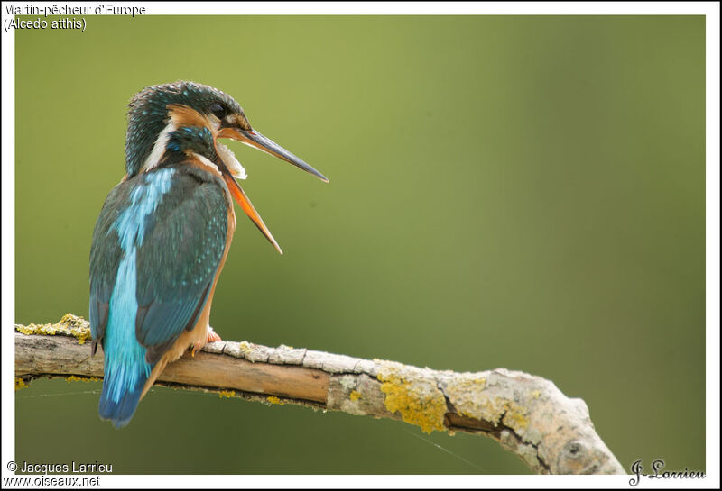 Common Kingfisher female adult