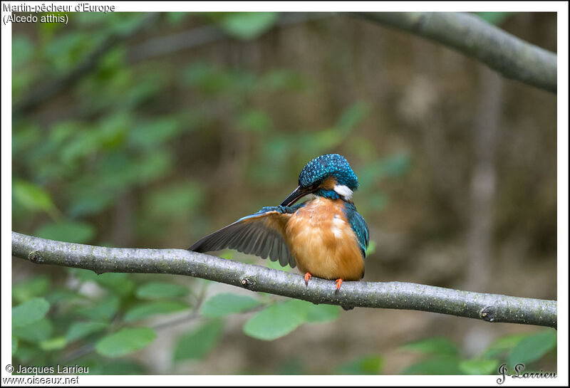 Common Kingfisher male adult