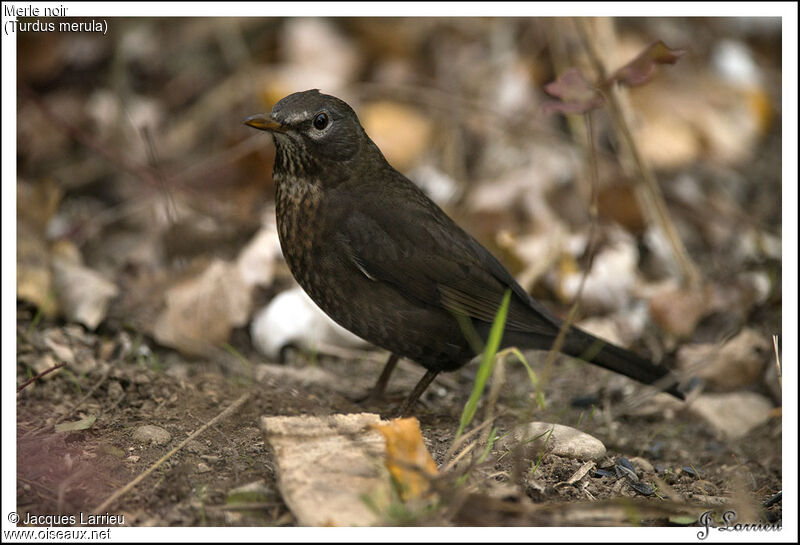 Common Blackbird