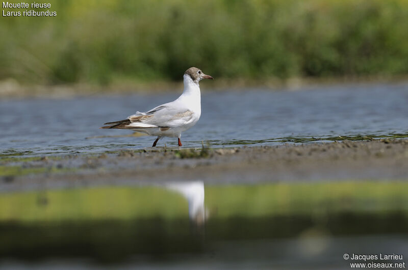 Black-headed Gull