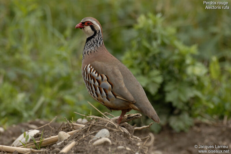 Red-legged Partridge