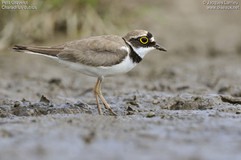 Little Ringed Plover