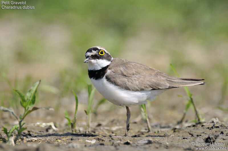 Little Ringed Plover