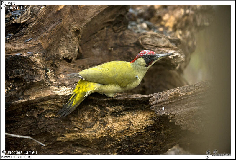 European Green Woodpecker