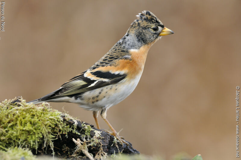 Brambling male