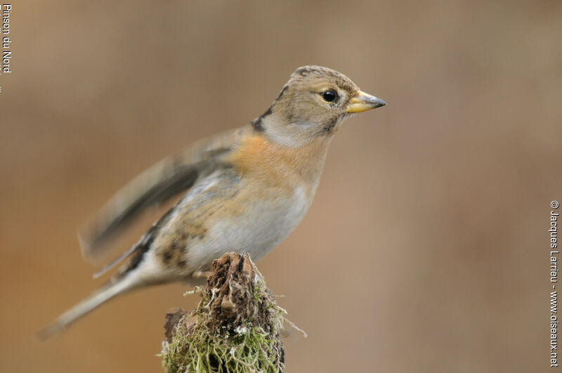 Brambling female