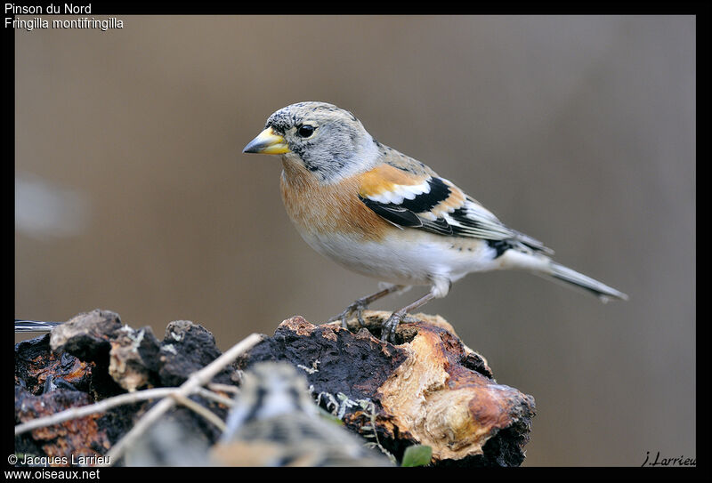 Brambling