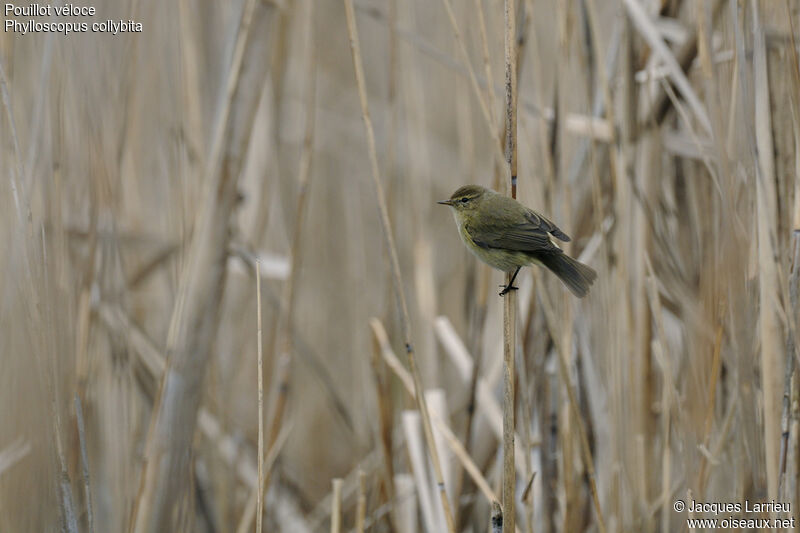 Common Chiffchaff