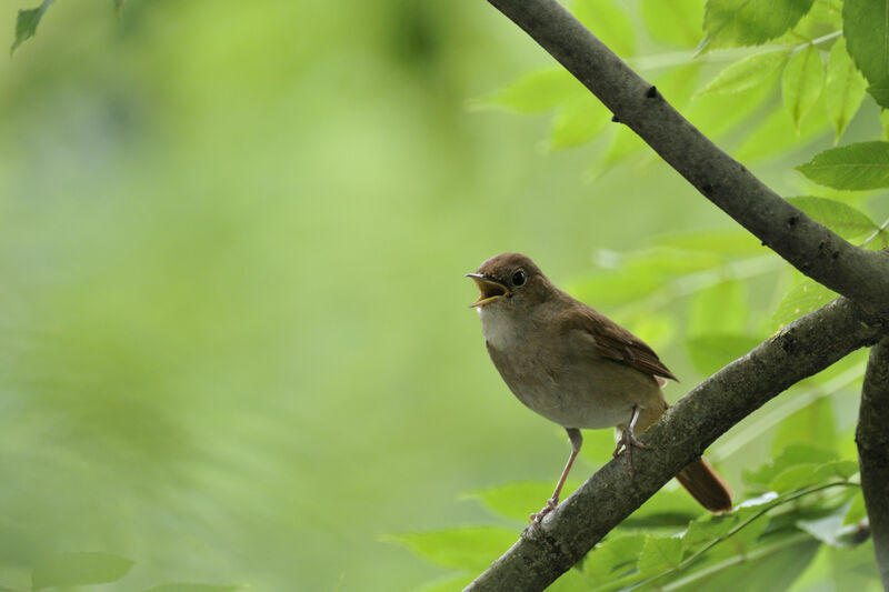 Common Nightingale