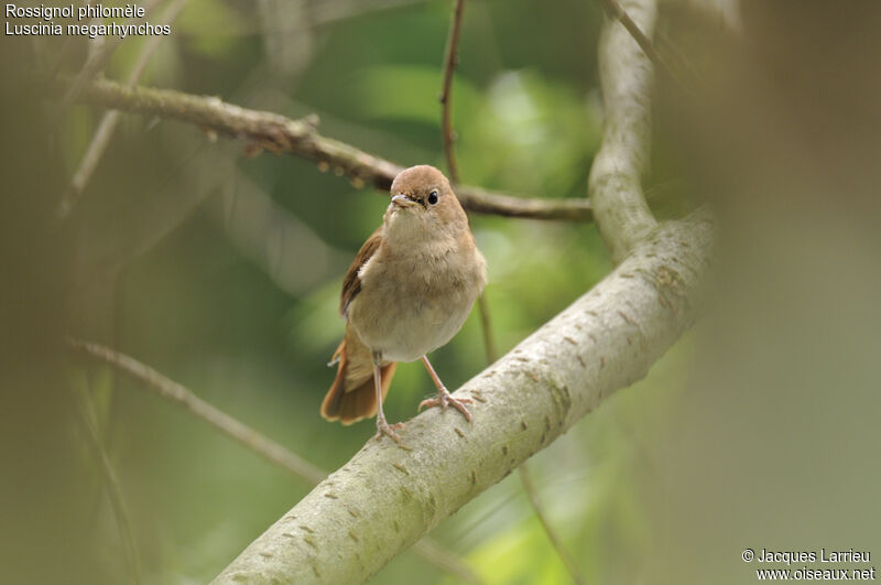 Common Nightingale