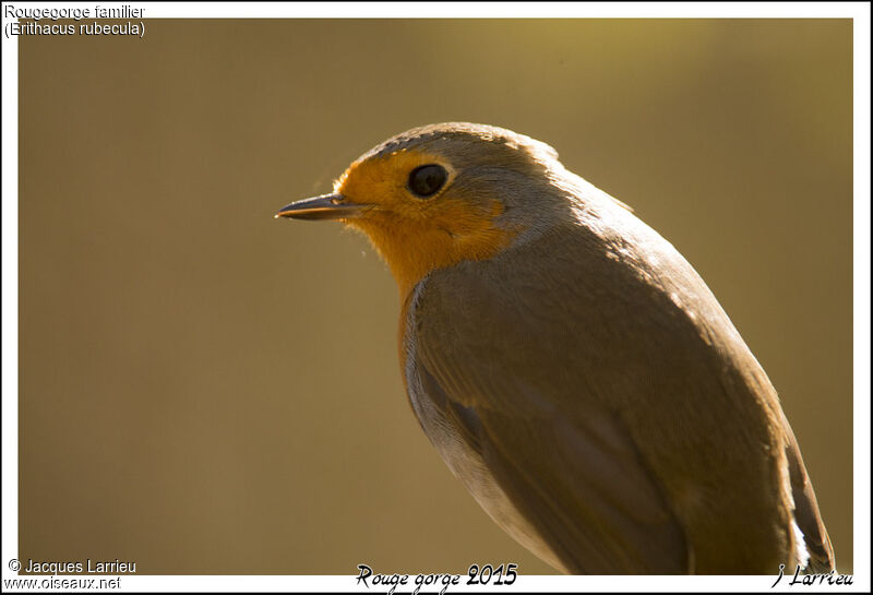 European Robin