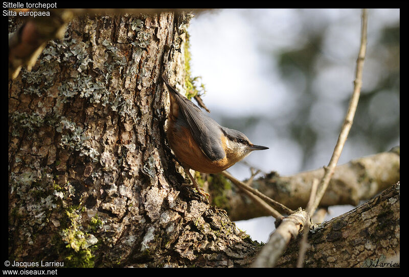 Eurasian Nuthatch