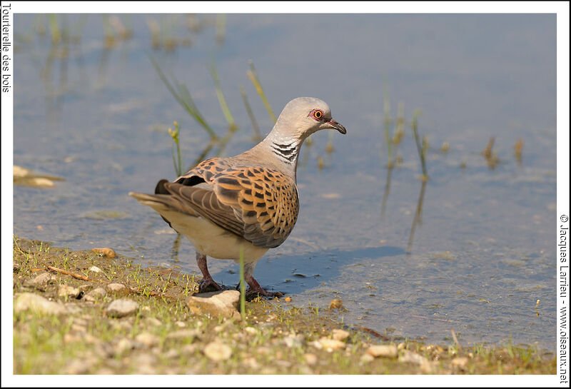 European Turtle Dove