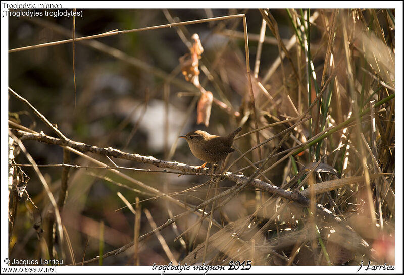 Eurasian Wren