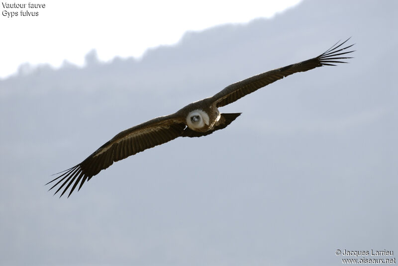 Vautour fauve