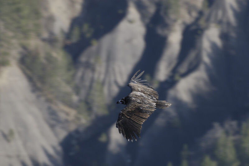 Cinereous Vulture