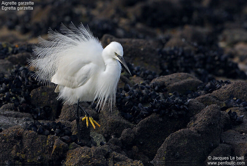 Aigrette garzette, identification