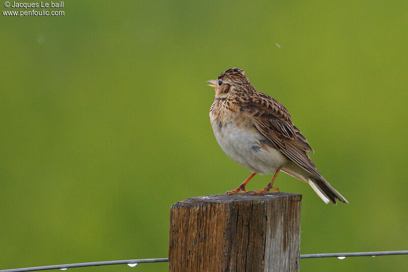 Eurasian Skylark