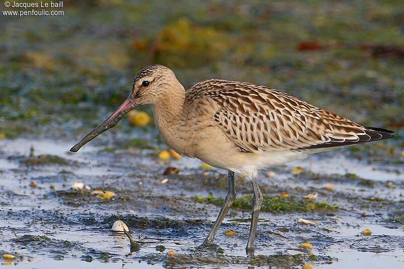 Bar-tailed Godwit