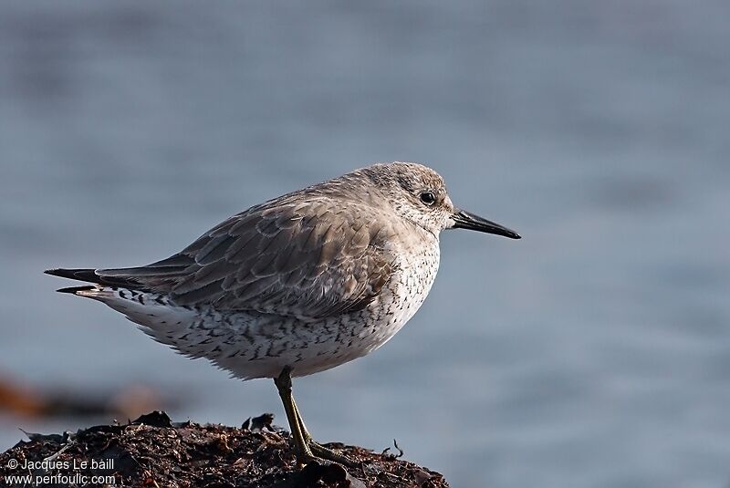 Bécasseau maubèche, identification