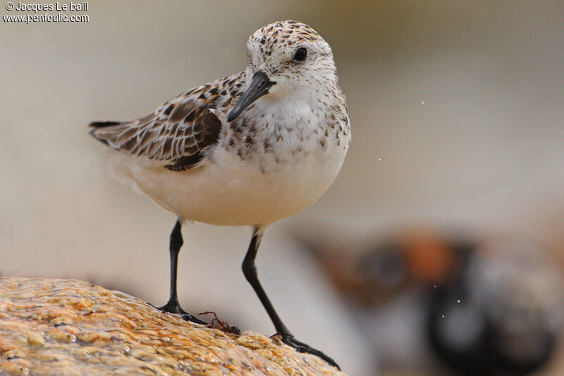 Bécasseau sanderling