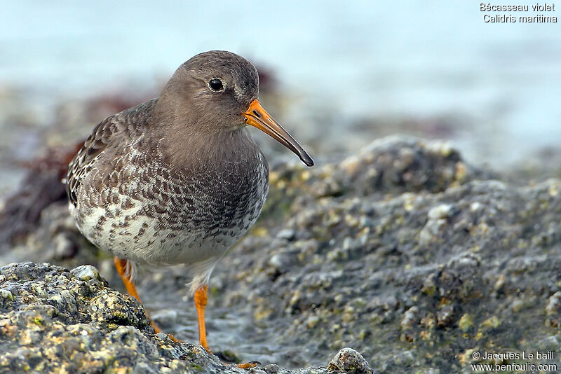 Purple Sandpiper, identification