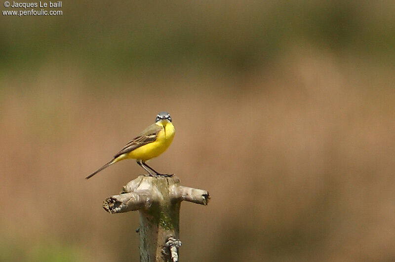 Western Yellow Wagtail