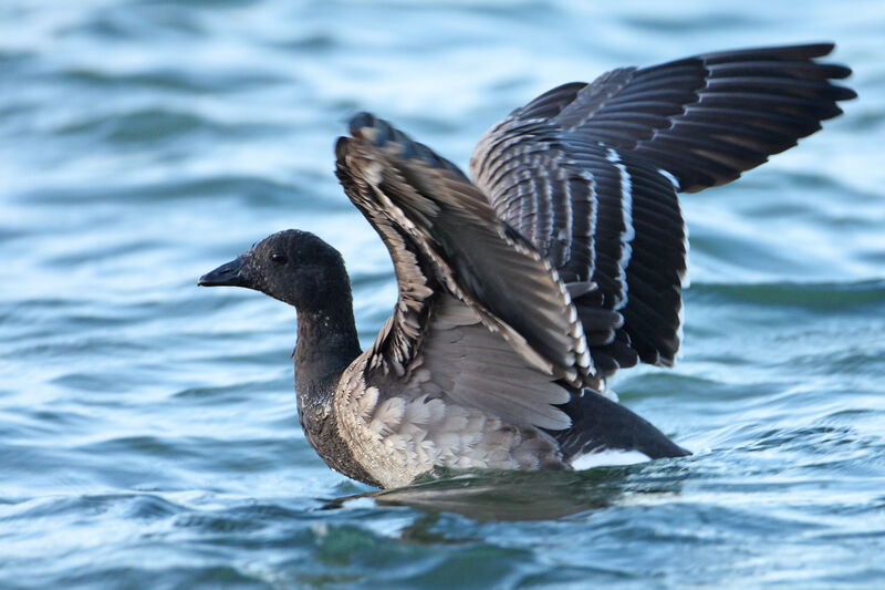 Brant Goose