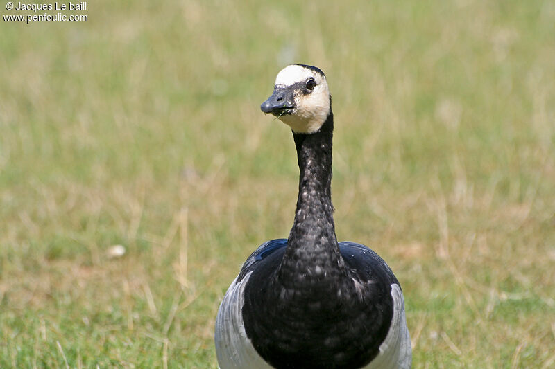 Barnacle Goose