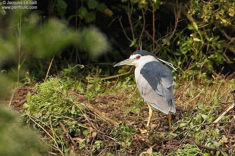 Black-crowned Night Heron