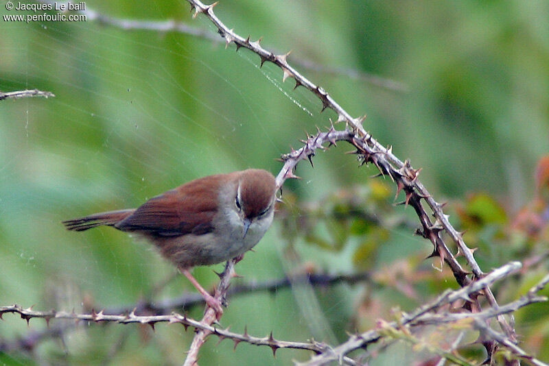 Cetti's Warbler