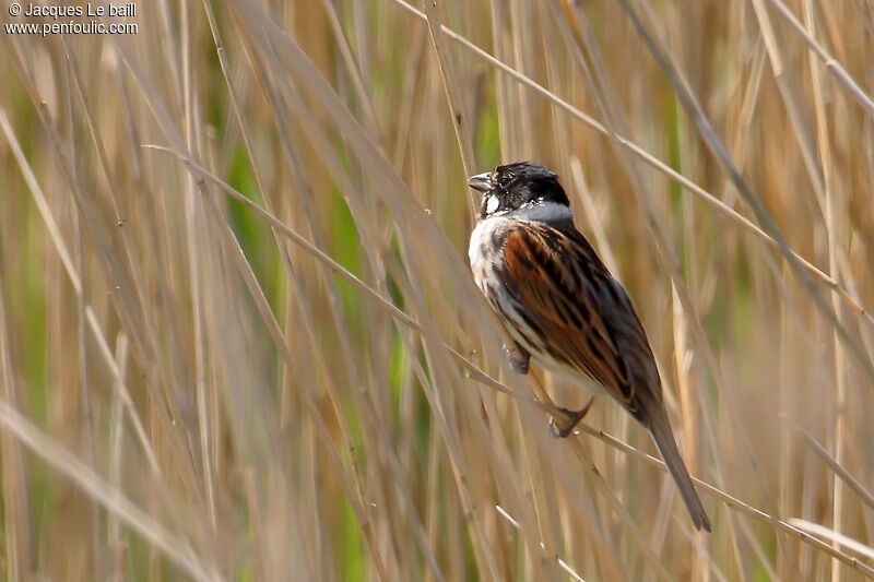 Common Reed Bunting