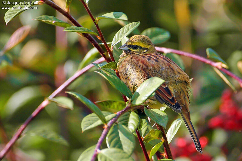 Cirl Bunting