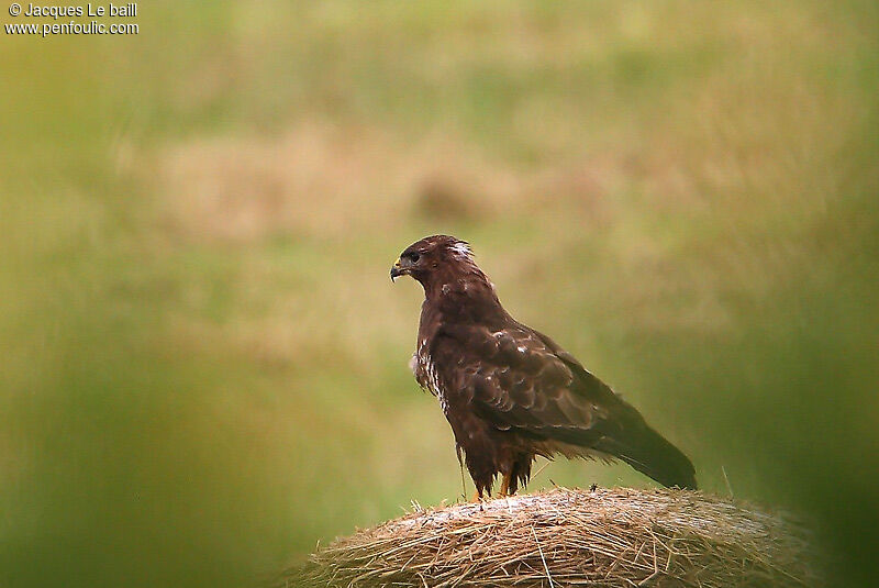 Buse variable