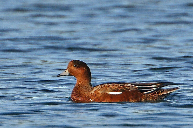 Eurasian Wigeon