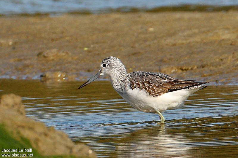 Chevalier aboyeurjuvénile, identification