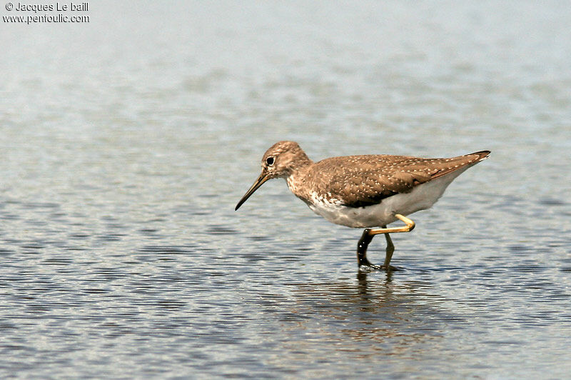 Green Sandpiper