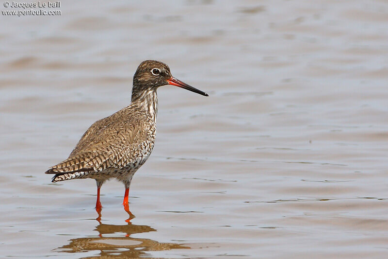 Chevalier gambette, identification