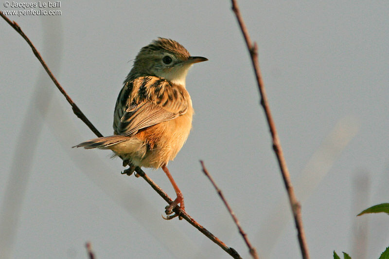 Zitting Cisticola