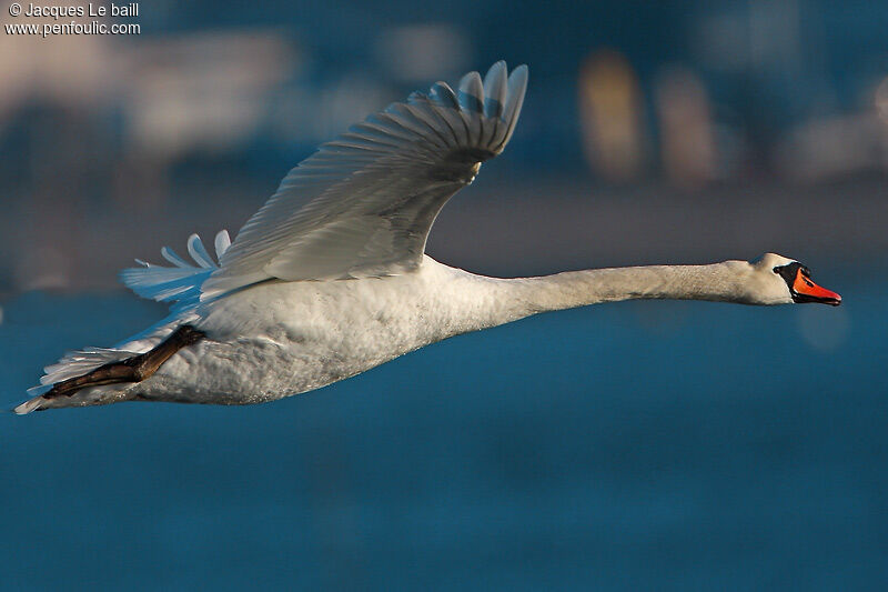 Cygne tuberculé, Vol