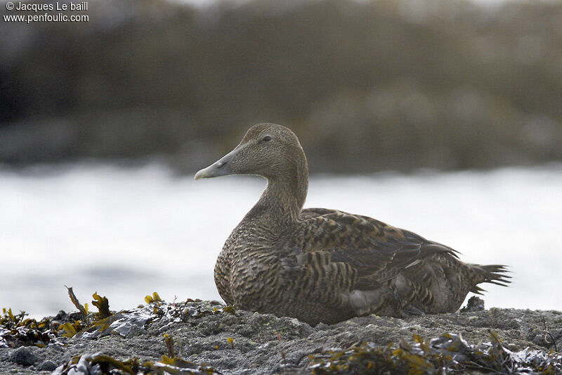 Eider à duvet femelle