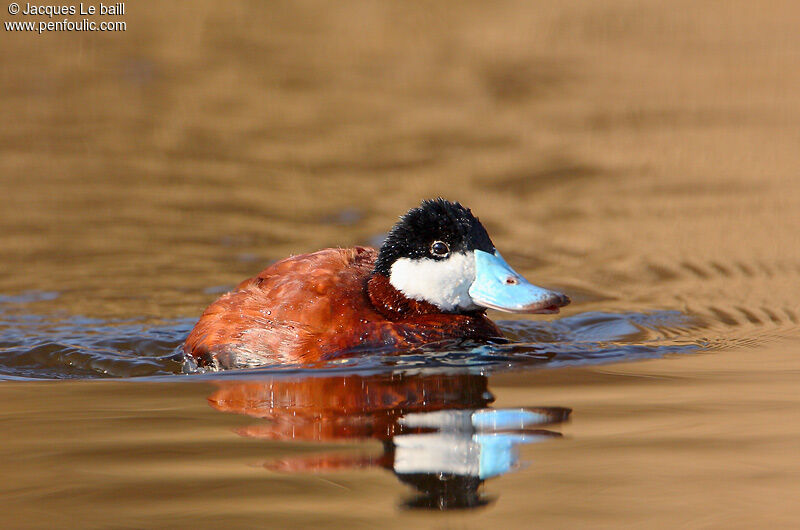 Ruddy Duck male