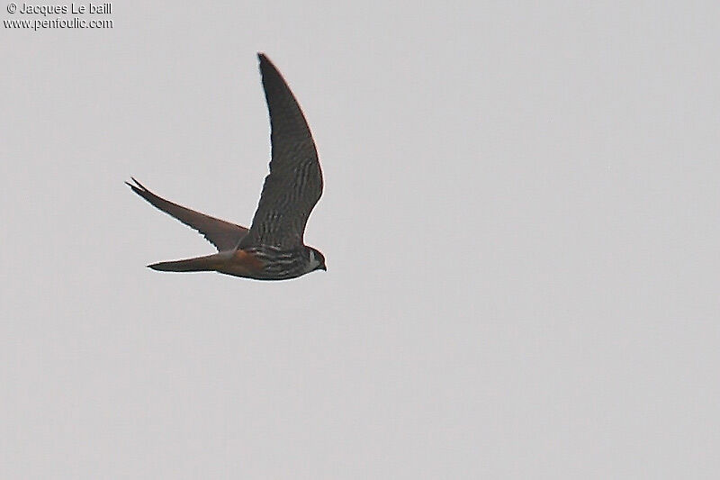 Eurasian Hobby