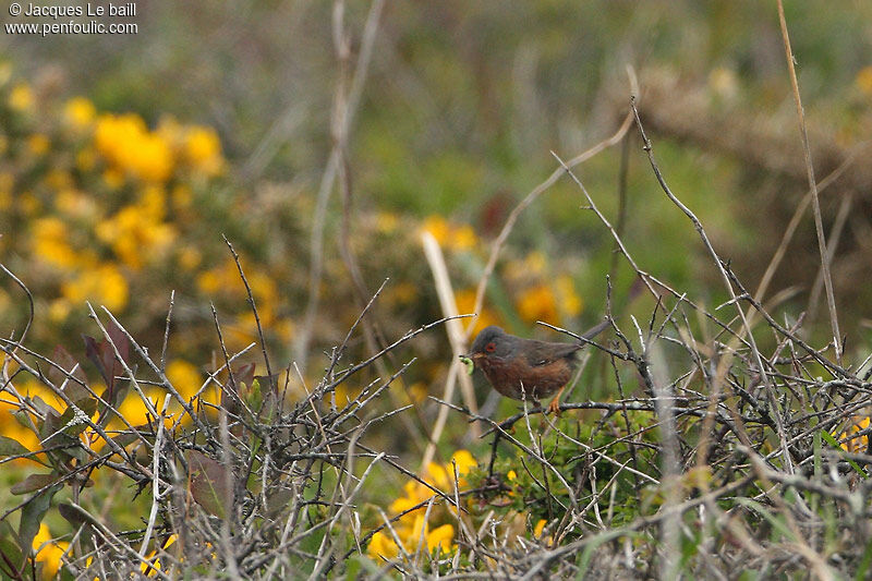 Dartford Warbler